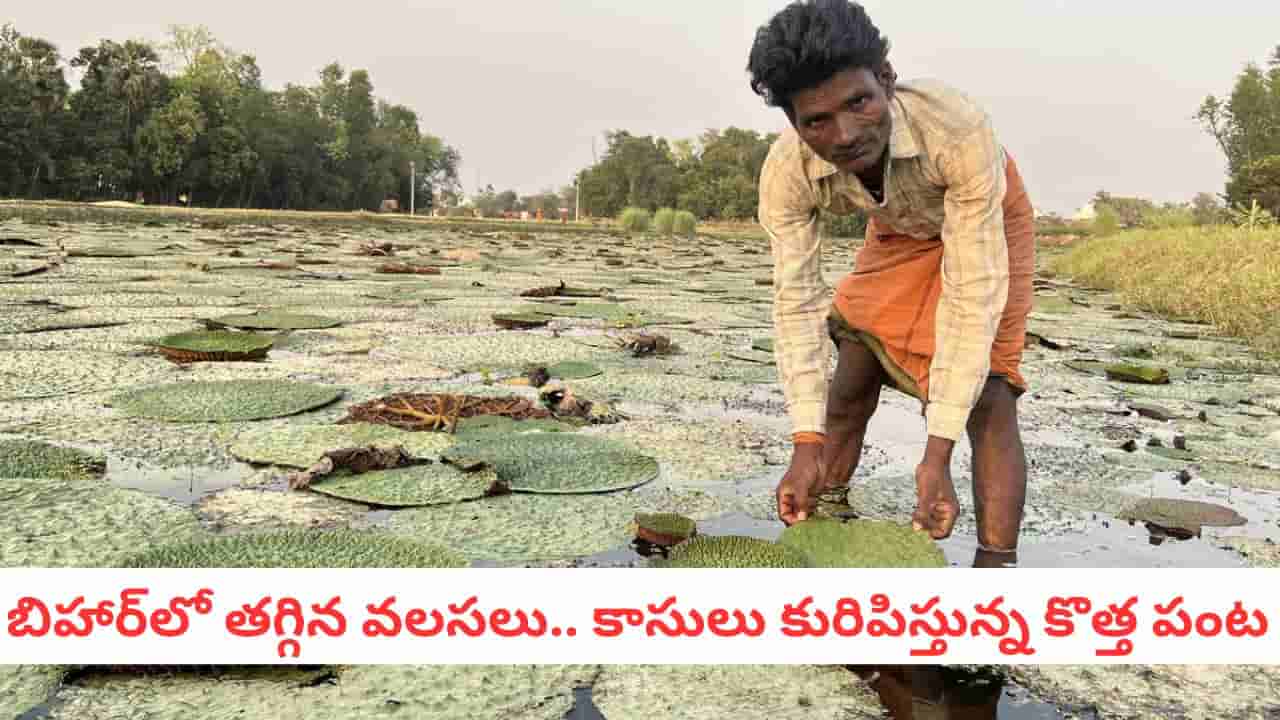Bihar: లక్షల్లో ఆదాయం..! బీహార్ రైతుల జీవితాల్నే మార్చేసిన పంట ఇది