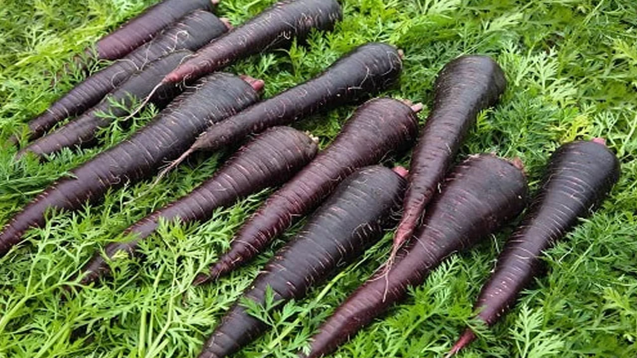 నల్ల క్యారెట్లలో యాంటీ ఇన్ఫ్లమేటరీ లక్షణాలు అధికంగా ఉన్నాయి. ఇది డయాబెటిస్, గుండె జబ్బులు, క్యాన్సర్ వంటి ప్రాణాంతక వ్యాధులను నివారించడంలో సహాయపడుతుంది.  నల్ల క్యారెట్‌ తినటం వల్ల కణాలను ఆరోగ్యంగా ఉంచడంలో, వాటిని దెబ్బతినకుండా రక్షించడంలో సహాయపడుతుంది. తద్వారా వృద్ధాప్య సంకేతాలను దైరం చేస్తుందని నిపుణులు చెబుతున్నారు. 