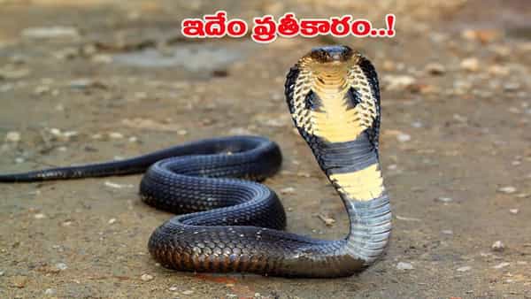 వరి పొలంలో పని చేస్తున్న రైతును కరిచిన బ్లాక్ కోబ్రా.. కోపంతో ఏం చేశాడో తెలుసా..?