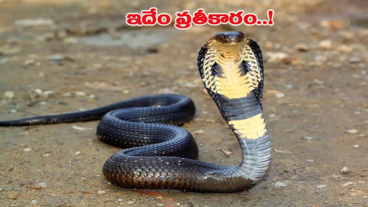 వరి పొలంలో పని చేస్తున్న రైతును కరిచిన బ్లాక్ కోబ్రా.. కోపంతో ఏం చేశాడో తెలుసా..?