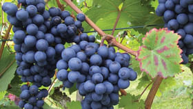 నల్ల ద్రాక్షతో బంపర్‌ బెనిఫిట్స్.. రోజూ తినడం వల్ల కలిగే అద్భుతం