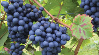 వాల్‌నట్స్‌ మీ ఆహారంలో యాడ్ చేసుకుంటే.. ఆ సమస్యలపై నో వర్రీ..