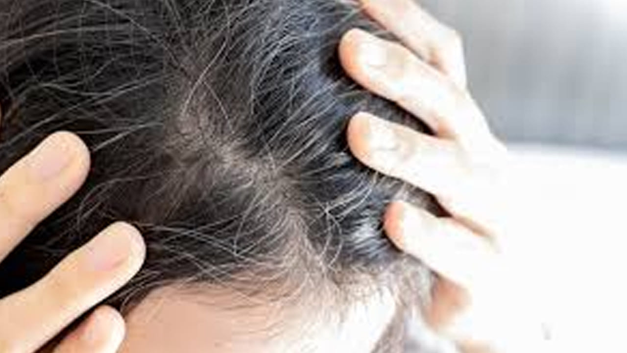 ఇది జుట్టు పెరుగుదలకు అవసరమైన పోషకాలను అందిస్తుంది. ఈ పొడిని జుట్టుకు రాయడం వల్ల జుట్టు త్వరగా , పొడవుగా పెరగడానికి సహాయపడుతుంది. అలాగే ఇది జుట్టును నల్లగా మెరిసేలా చేస్తుంది.