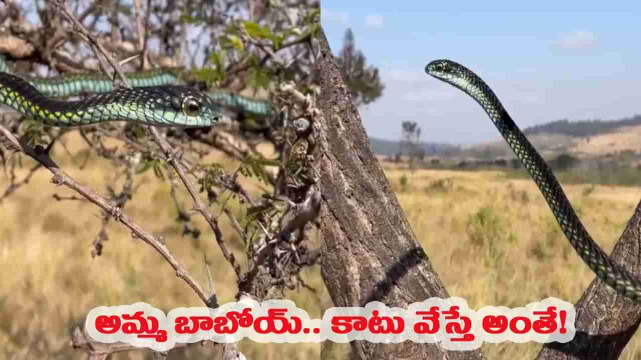 ప్రపంచంలోనే అత్యంత విషపూరితమైన పాము.. కాటు వేస్తే అంతే సంగతులు!