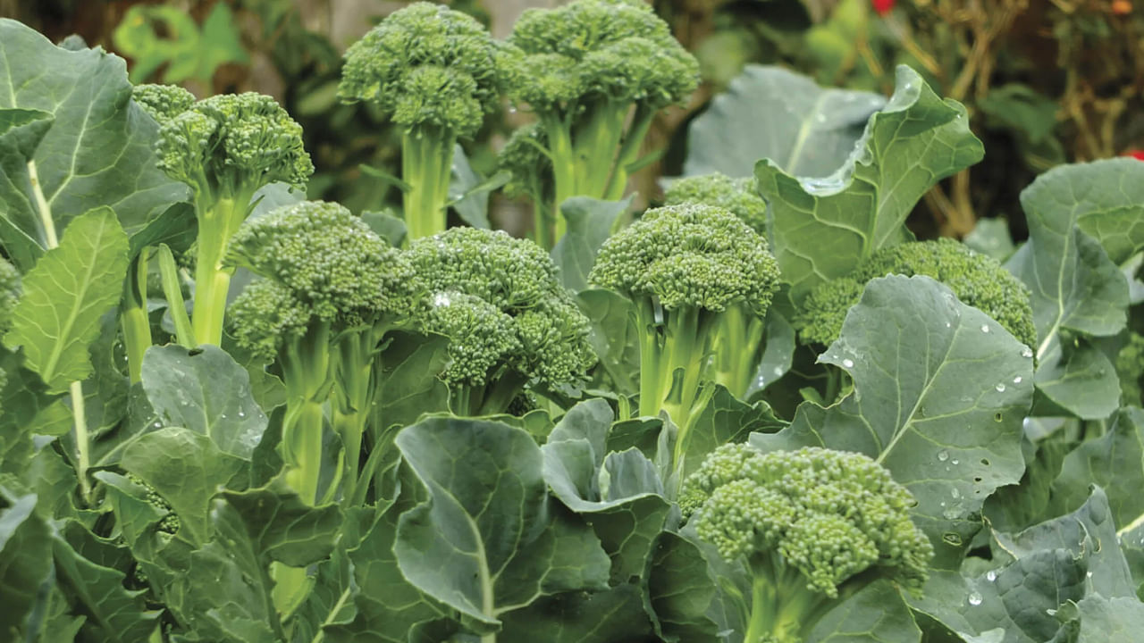 Broccoli Cultivation