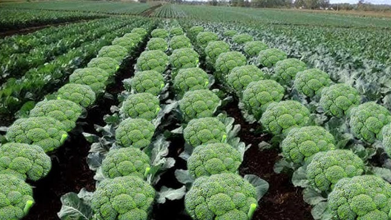 Broccoli Dimand