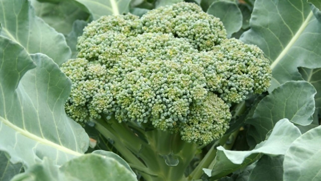 Broccoli Farming Idea