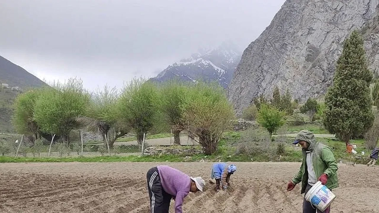 ఇటీవలి కాలంలో భారతదేశంలో చాలా మంది రైతులు సాంప్రదాయ పంటలకు బదులు వాణిజ్య పంటలను పండించేందుకు ఎక్కువ మొగ్గు చూపుతున్నారు. ఎందుకంటే ఈ వాణిజ్య పంటల్లో తక్కువ శ్రమతో పాటు ఎక్కువ ఆధాయం కూడా ఉంటుంది. మీరు కూడా అలాంటి వాణిజ్య పంటలు పండించాలంలే మీకు బ్రోకలీ సాగు మంచి ఎంపిక అవుతుంది. అలాగే దీనికి మార్కెట్‌లో మంచి డిమాండ్ ఉంది.. గతంలో మూడు నెలలు మాత్రమే ఆదాయాన్ని అందించే ఈ పంట ఇప్పుడు రైతుల ఆర్థిక శక్తిని పెంచుతోంది.