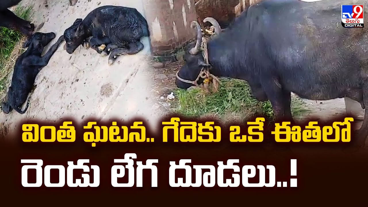వింత ఘటన.. గేదెకు ఒకే ఈతలో రెండు లేగ దూడలు