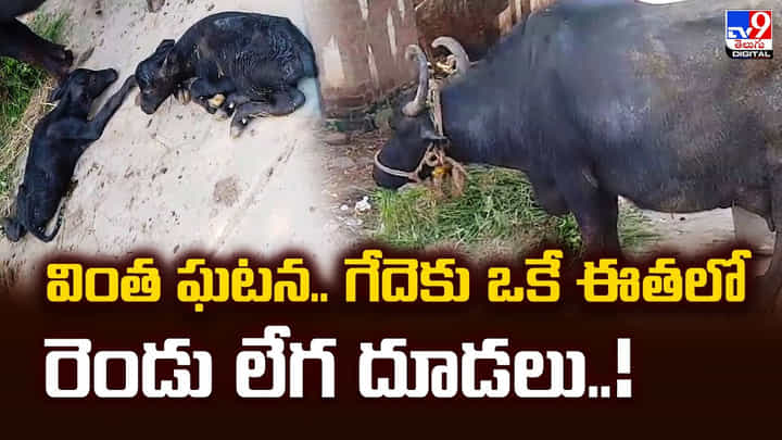 వింత ఘటన.. గేదెకు ఒకే ఈతలో రెండు లేగ దూడలు వింత ఘటన.. గేదెకు ఒకే ఈతలో రెండు లేగ దూడలు
