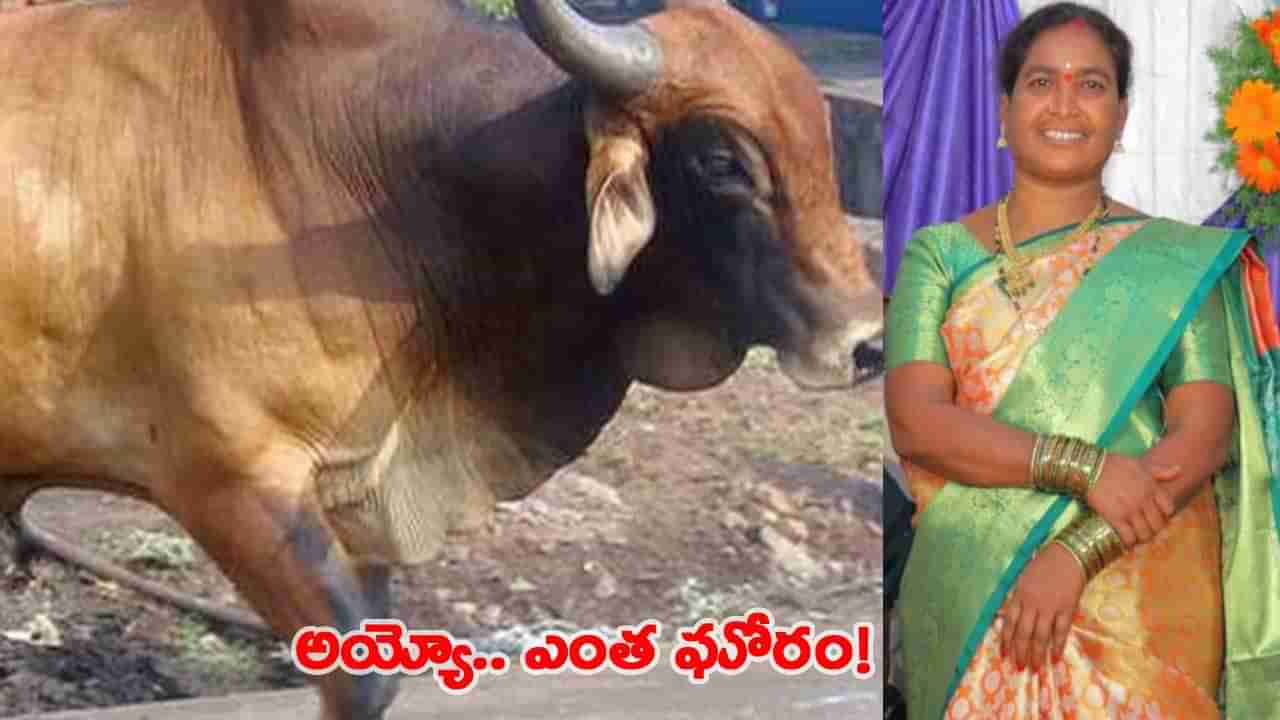అయ్యో.. దేవుడా..! చెత్త పడేసేందుకు వచ్చిన మహిళను కుమ్మేసిన ఎద్దు!