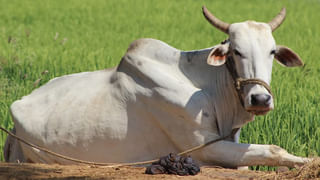 Gold Rates: 5 రోజుల్లోనే రూ.5వేలు తగ్గింది.. బంగారం ధరలు ఇంకా పడిపోతాయా..? హైదరాబాద్‌లో తులం ఎంతుందంటే..