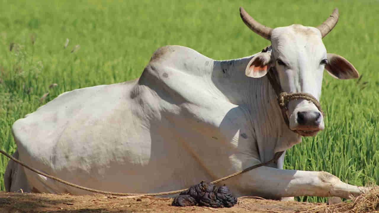 Success Story: ఈ ఎద్దు ఒక రైతును లక్షాధికారిని చేసింది.. రూ.50 లక్షల ఫార్చ్యూనర్ను గెలుచుకుంది!