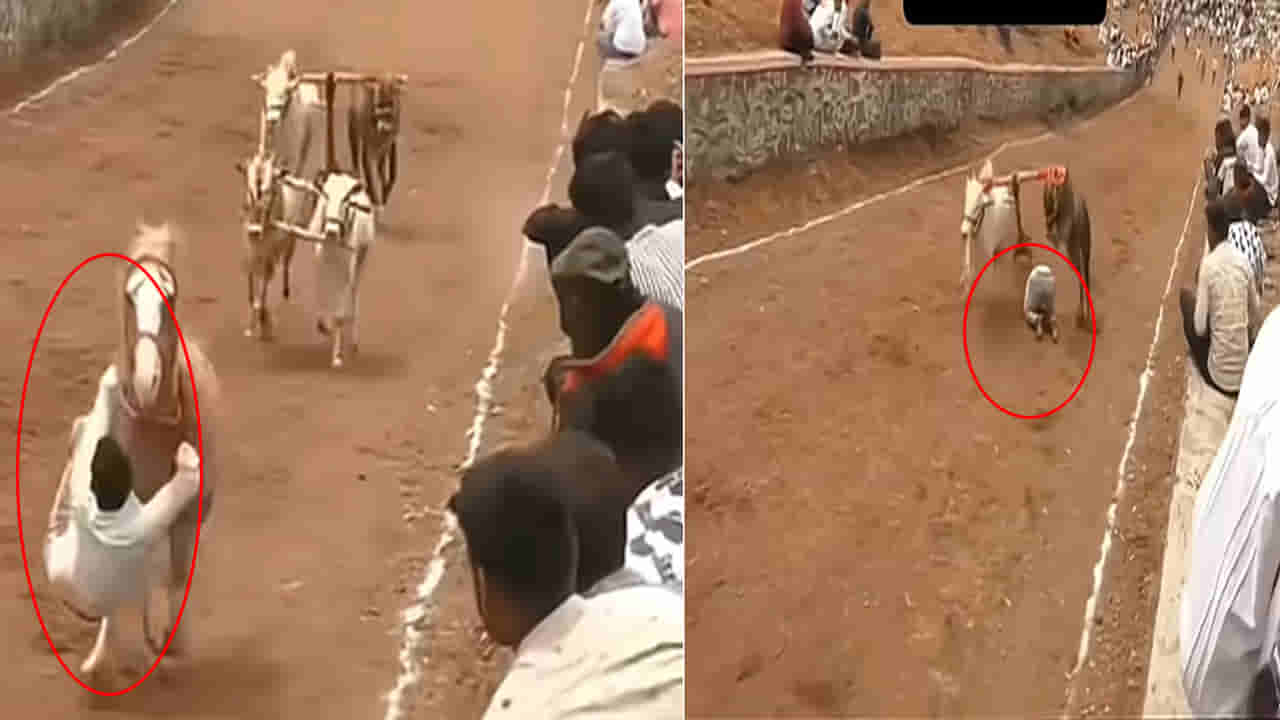 Viral Video: మనుషులు అయితే తొక్కుకుంటూ పోయేవారు.. బసవన్నలు చూడండి..