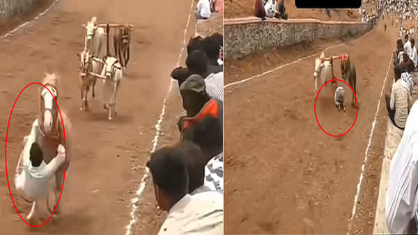 Viral Video: మనుషులు అయితే తొక్కుకుంటూ పోయేవారు.. బసవన్నలు చూడండి..