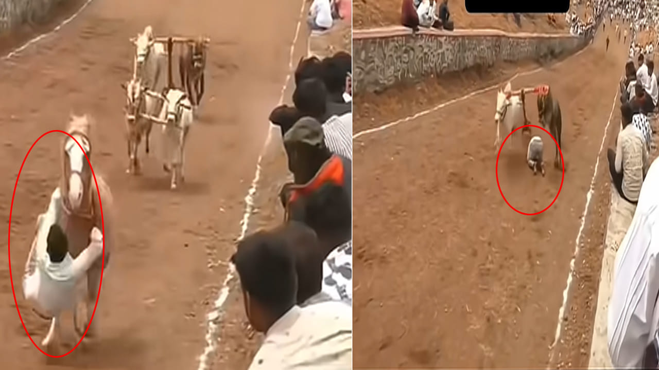 Viral Video: మనుషులు అయితే తొక్కుకుంటూ పోయేవారు.. బసవన్నలు చూడండి..