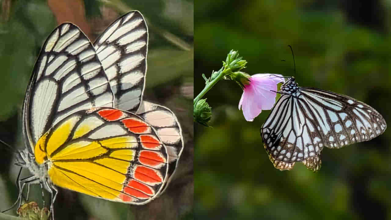 తెలుగు రాష్ట్రాల్లో ఎన్ని రకాల సీతాకోక చిలుకలు ఉన్నాయో తెలుసా.. సర్వేలో ఆసక్తికర విషయాలు..