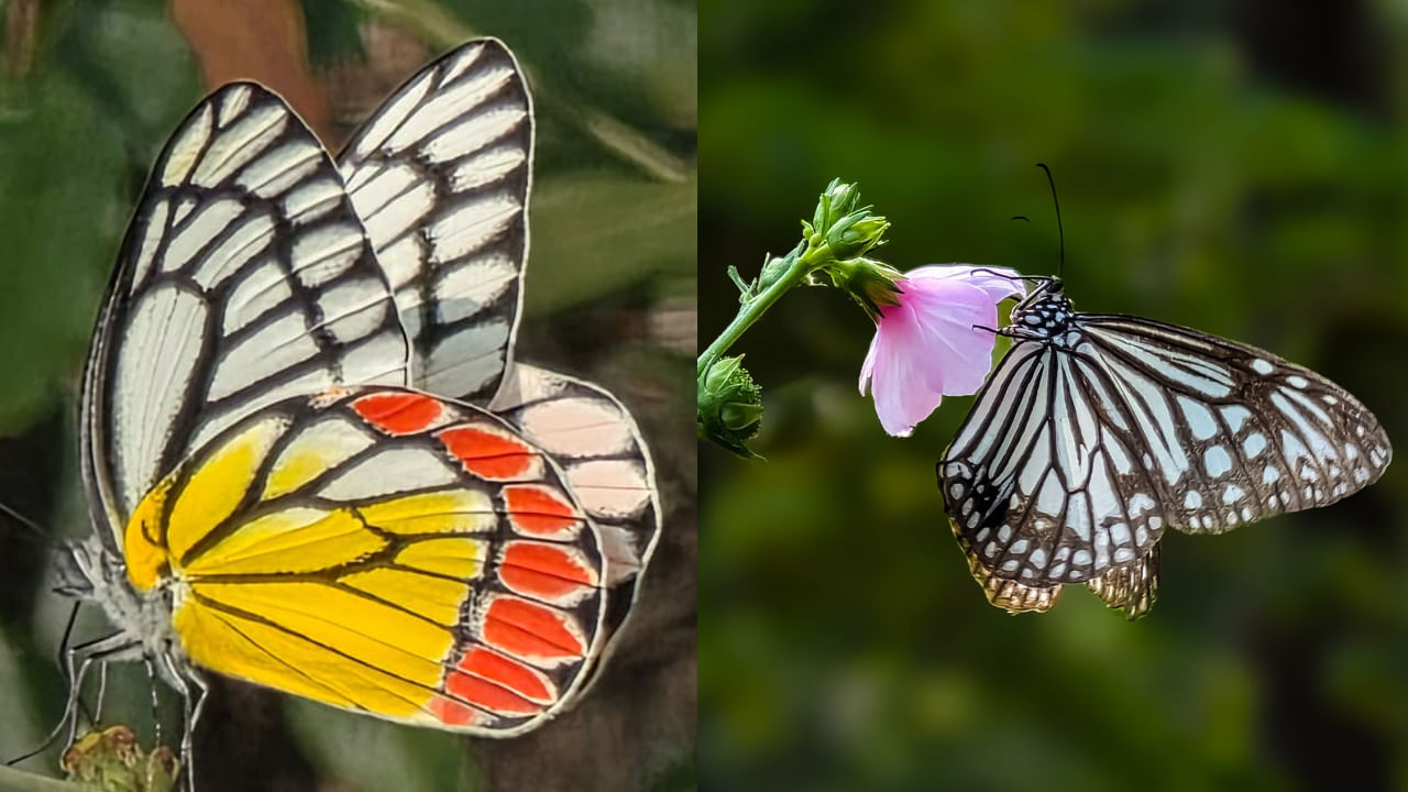 తెలుగు రాష్ట్రాల్లో ఎన్ని రకాల సీతాకోక చిలుకలు ఉన్నాయో తెలుసా.. సర్వేలో ఆసక్తికర విషయాలు..