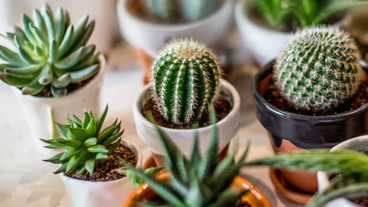  కాక్టస్: ఇది చూడ్డానికి అందంగా ఉందని.. చాలా మంది ఈ మొక్కను ఇంట్లో నాటుతారు. కానీ ఈ మొక్క ఆకర్షణీయంగా కనిపించినప్పటికీ, దాని ముళ్ళు ప్రతికూల శక్తికి చిహ్నంగా పరిగణించబడతాయి. ఇది ఇంట్లో ఉద్రిక్తత, సంఘర్షణకు దారితీస్తుంది. ఇది మానసిక ఒత్తిడి, ఆర్థిక నష్టాన్ని కూడా కలిగిస్తుంది.