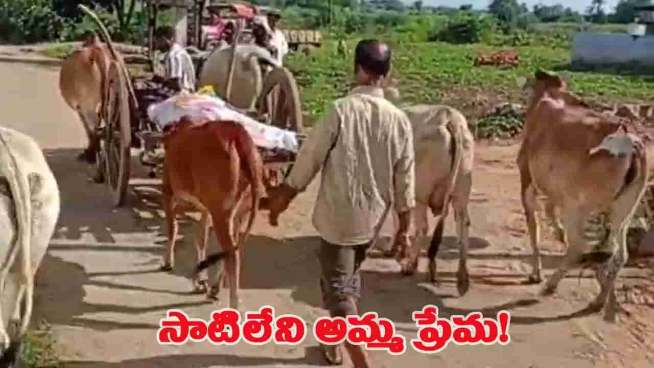 తల్లి ప్రేమ అంటే ఇదేనేమో.. కళ్ల ముందే చనిపోయిన లేగ దూడ.. తల్లడిల్లిన తల్లి ప్రాణం!