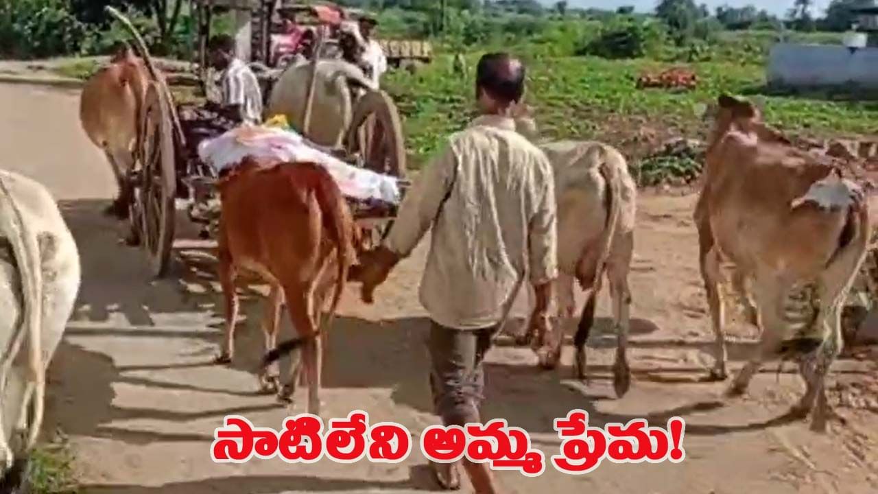 తల్లి ప్రేమ అంటే ఇదేనేమో.. కళ్ల ముందే చనిపోయిన లేగ దూడ.. తల్లడిల్లిన తల్లి ప్రాణం!