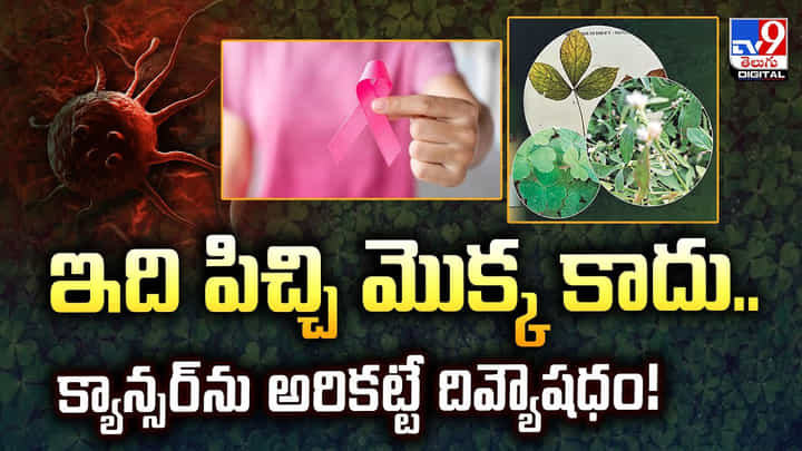 ఇది పిచ్చి మొక్క కాదు.. క్యాన్సర్ను అరికట్టే దివ్యౌషధం ఇది పిచ్చి మొక్క కాదు.. క్యాన్సర్ను అరికట్టే దివ్యౌషధం