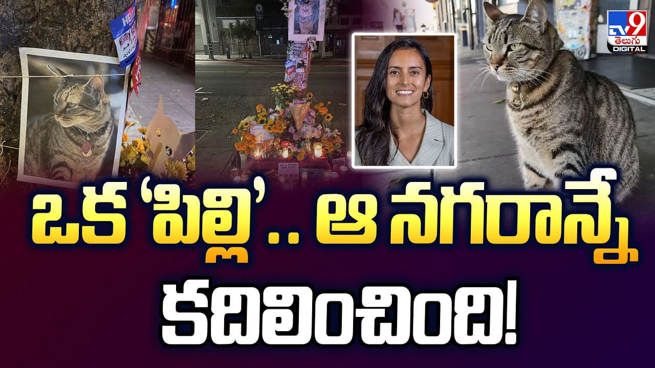 ఒక 'పిల్లి'.. ఆ నగరాన్నే కదిలించింది.. ఒక 'పిల్లి'.. ఆ నగరాన్నే కదిలించింది..