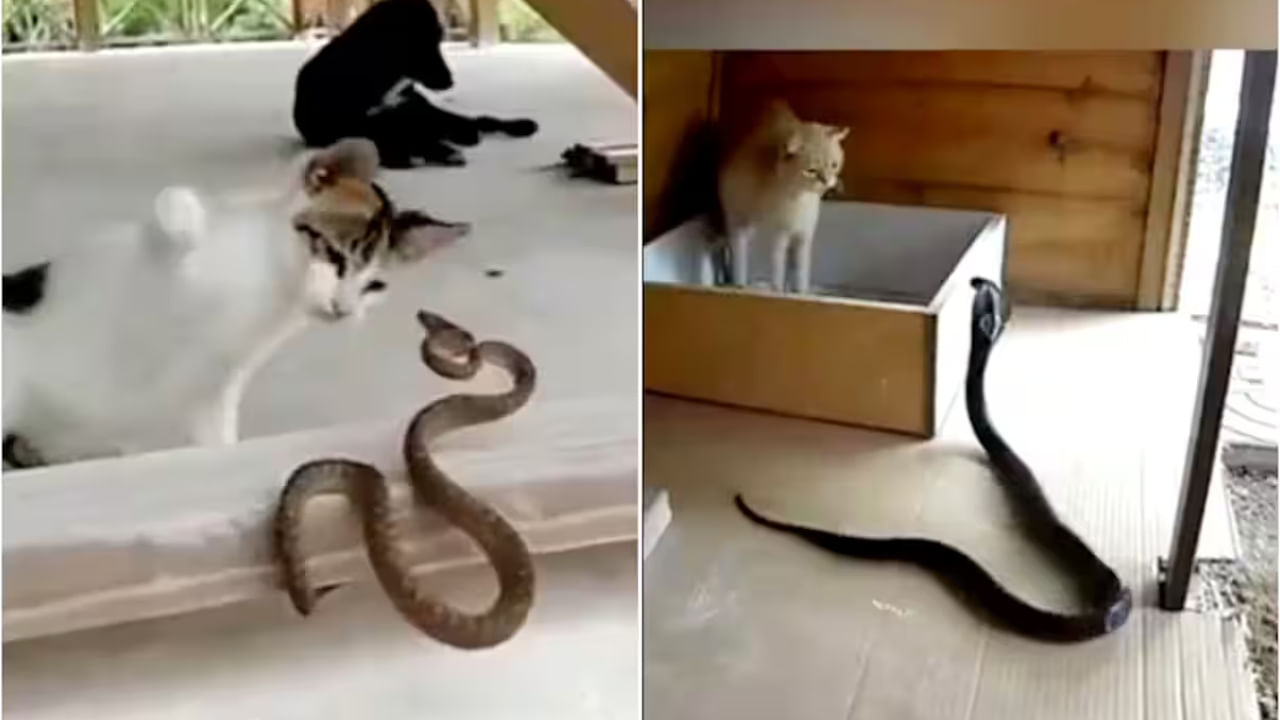 పిల్లులు సహజంగా చాలా చురుకైనవి. ఈ లక్షణం పెంపుడు పిల్లులలో కూడా ఉంటుంది. అవి తమ చుట్టూ ఉన్న కదలికలను చాలా వేగంగా గమనిస్తాయి. అలాగే ఏదైనా ప్రమాదకర ఆకారాన్ని చేస్తే తక్షణమే అప్రమత్తమవుతాయి. అవసరమైనప్పుడు వాటిపై దాడి చేసే సామర్థ్యం కూడా వాటికి ఉంటుంది. పాములు కూడా వేటాడే తత్వం కలిగి ఉన్నప్పటికీ ఇవి పిల్లుల కంటే నెమ్మదిగా ఉంటాయి.  