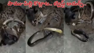 Viral Video: ఆటోనా ఇది.. ఫైవ్‌స్టార్‌ హోటల్‌ని మించిన సదుపాయాలు చూస్తే వావ్‌ అనాల్సిందే..!