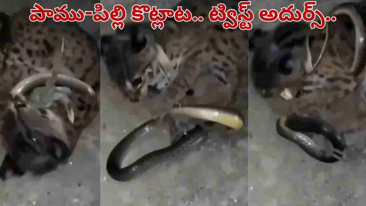 Viral Video: ఏయ్.. నా మీదకే వస్తావా.. పాముతో పిల్లి ఫైట్ మామూలుగా లేదు.. వీడియో వైరల్