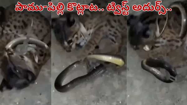 Viral Video: ఏయ్.. నా మీదకే వస్తావా.. పాముతో పిల్లి ఫైట్ మామూలుగా లేదు.. వీడియో వైరల్