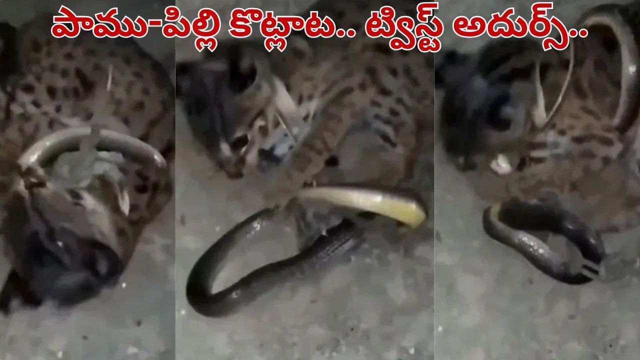 Viral Video: ఏయ్.. నా మీదకే వస్తావా.. పాముతో పిల్లి ఫైట్ మామూలుగా లేదు.. వీడియో వైరల్