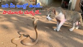 ఇది కానీ మీ ఇంట్లో ఉంటే.. పాములు సుస్సు పోసుకుంటూ పరారవుతాయ్..