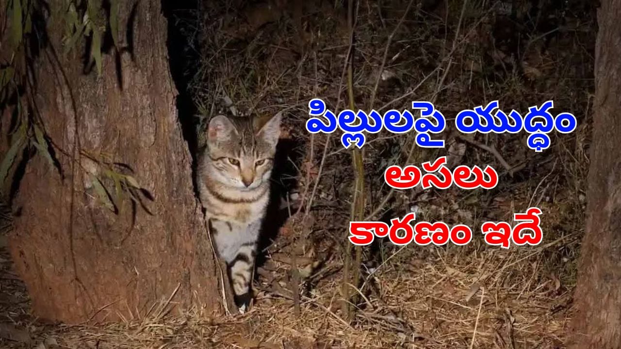 Viral News: పిల్లులతో లొల్లి.. క్యాట్స్‌పై యుద్ధం ప్రకటించిన ప్రభుత్వం.. కారణం ఇదే!