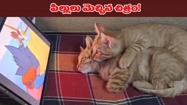 టామ్ అండ్ జెర్రీ కార్టూన్ షో చూస్తూ.. ఎంజాయ్ చేసిన పిల్లులు.. నెట్టింట వీడియో వైరల్!