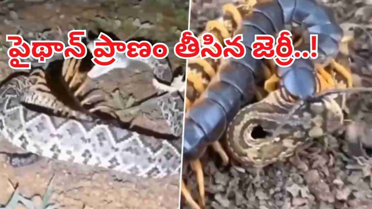 బాబోయ్‌.. జెర్రీతో జర భద్రం.. పైథాన్‌ ప్రాణాలు ఎలా తీసిందో చూస్తే వణుకే..!