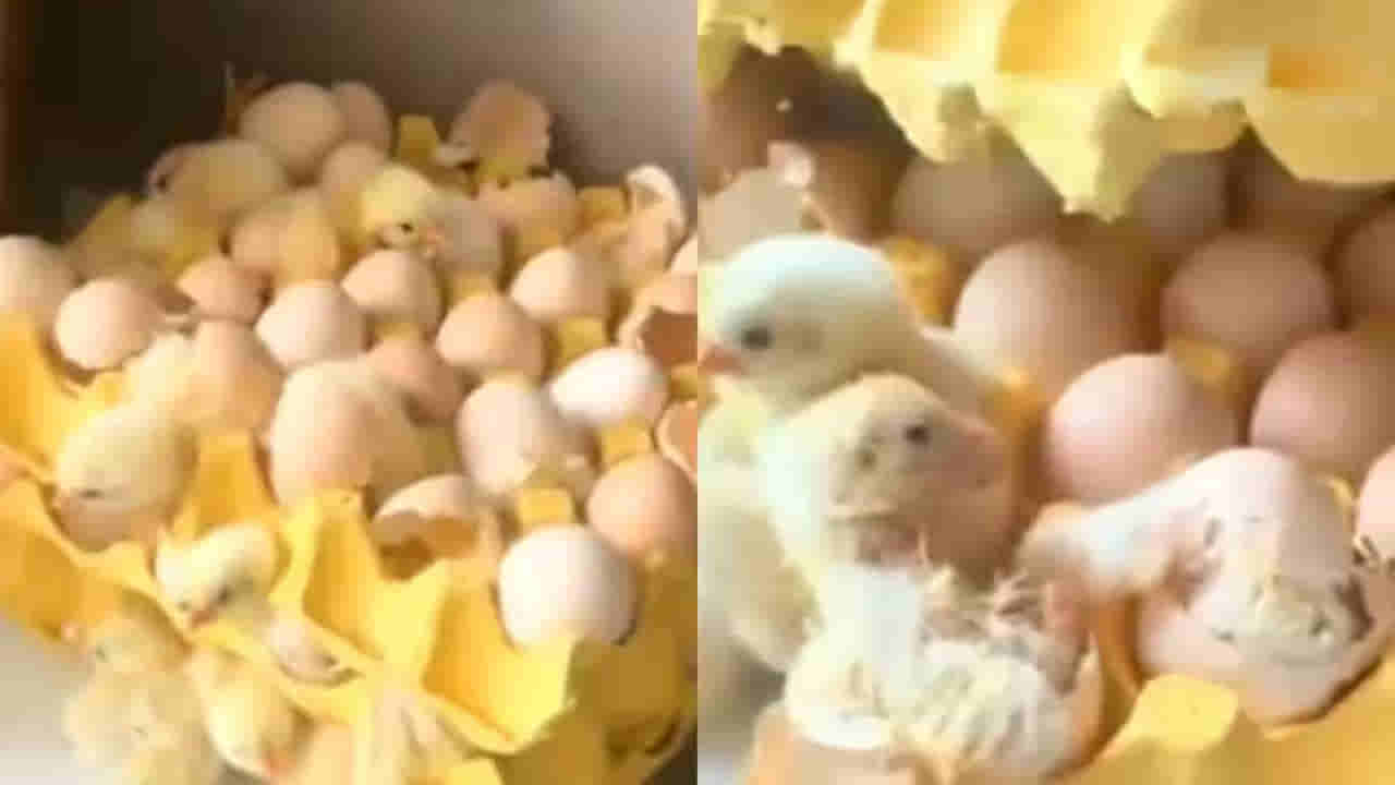 ఇంటికి తాళంవేసి ఊరెళ్లిన ఫ్యామిలీ.. తిరిగొచ్చి చూస్తే ఇళ్లంతా కోడిపిల్లలే..! ఏమైందో తెలిస్తే అవాక్కే..