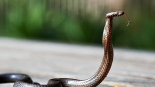 Telangana: రేవంత్‌ సర్కార్‌ తీపికబురు.. వారికి భారీగా రుణమాఫీ నిధులు విడుదల!