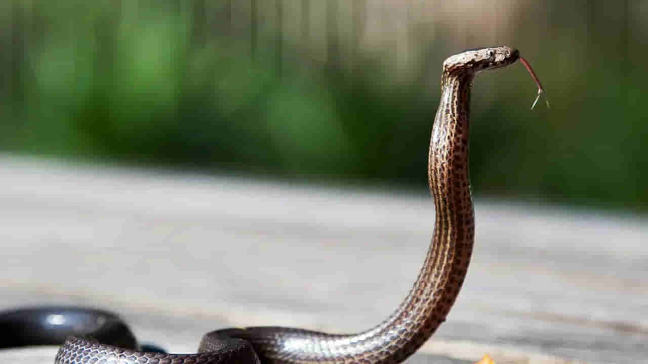 Watch Video: రాజన్న ఆలయ వసతి గృహంలో ప్రత్యక్షమైన నాగరాజు.. ఆ తర్వాత సీన్ ఇదే! వీడియో