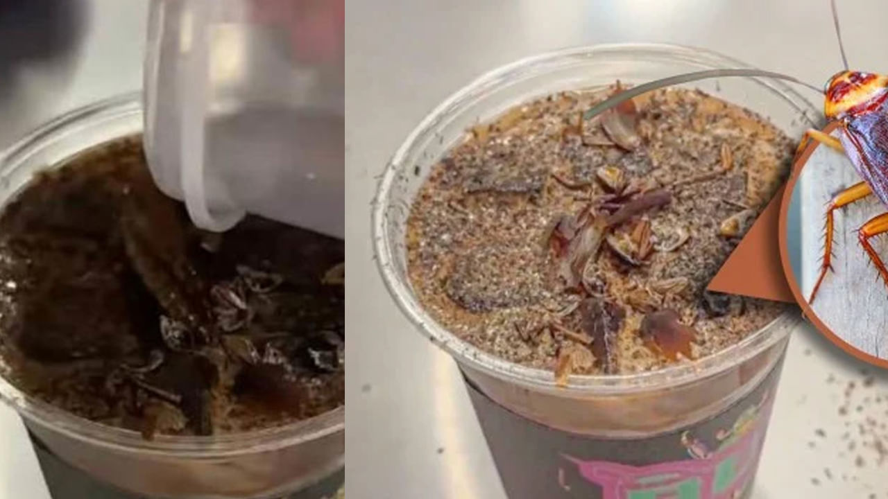 Cockroach coffee: కాక్రోచ్ కాఫీ.. తాగారంటే మైమరిచిపోతారు.. ఎక్కడికి అని అడగొద్దు..