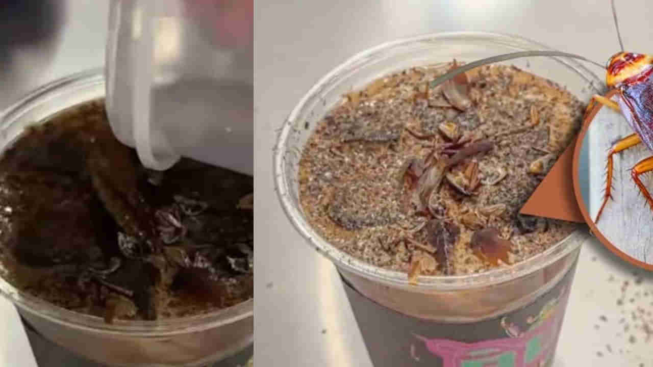 Cockroach coffee: కాక్రోచ్ కాఫీ.. తాగారంటే మైమరిచిపోతారు.. ఎక్కడికి అని అడగొద్దు..