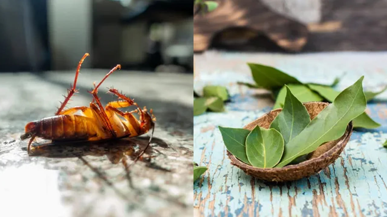 ఎందుకంటే బే ఆకులు బలమైన, ఘాటైన వాసనను కలిగి ఉంటాయి. వాటిని వాసన బొద్దింకలకు చికాకు పుట్టిస్తుంది. అలాగే ఆ ప్రాంతాల్లో తిరిగేందుకు అవి ఇష్టపడవు.. ఒక వేల అటుగా వచ్చినా.. ఈ వాసనకు అవి తిరిగి వెళ్లిపోతాయి.