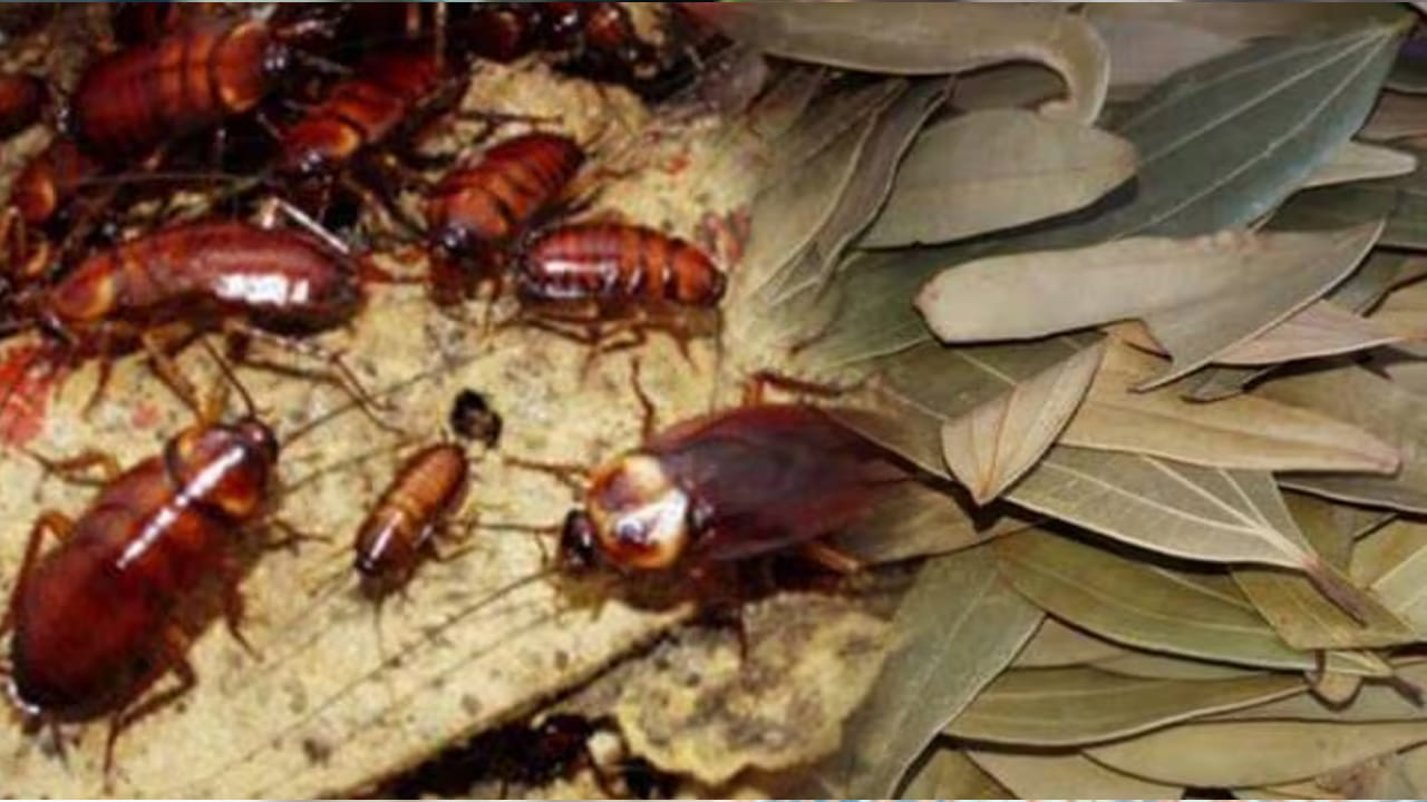  మీ ఇంట్లోనూ బొద్దింకల బెడద ఉందా..  అవి రాత్రంతా వంటగదిలో తిరుగుతూ మీకు చికాకు తెప్పిస్తున్నాయా? అయితే ఈ వార్త మీకోసమే.. మీరు మొదట బొద్దింకలను తరిమేడం కాదు.. అవి ఇంట్లోకి రాకుండా ఏం చేయాలో తెలుసుకోవాలి.. అలా చేస్తే.. అసలు వాటి బాదే ఉండదు కదా. అందు ఏం చేయాలో ఇక్కడ చూద్దాం పదండి.