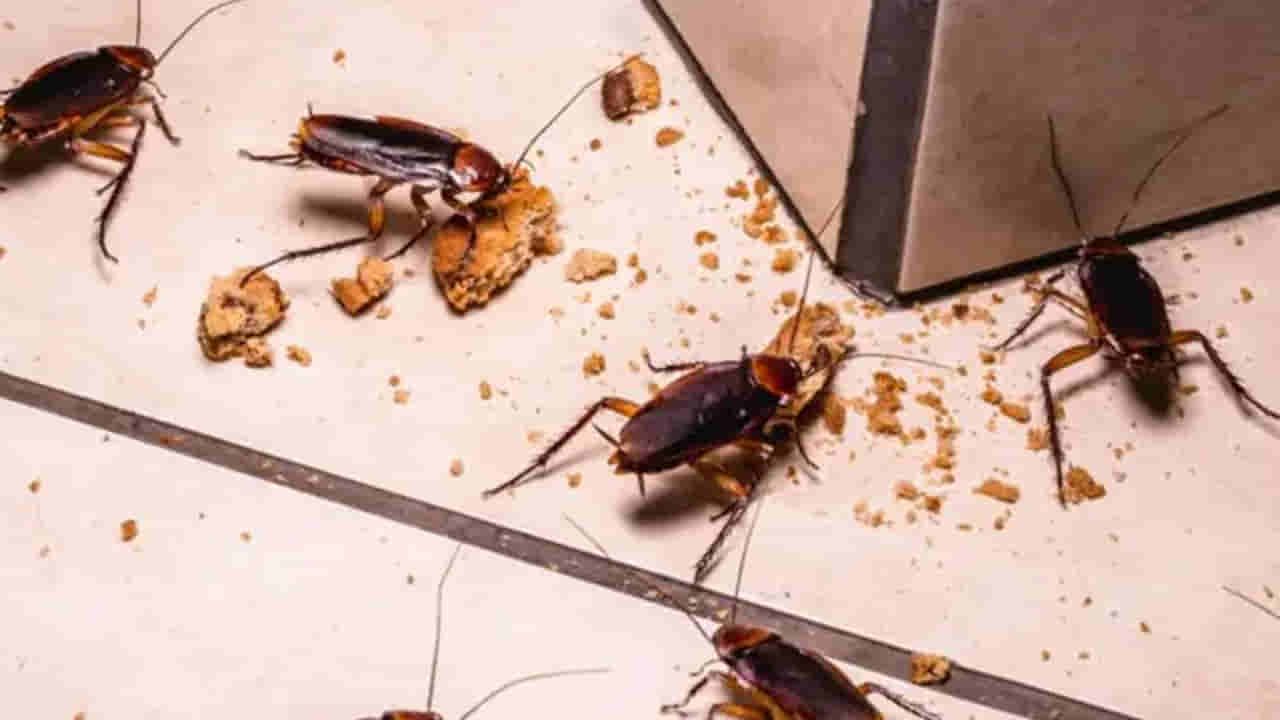 బొద్దింకల సమస్యకు శాశ్వత పరిష్కారం.. ఇలా చేస్తే మళ్లీ కనిపించవు..!