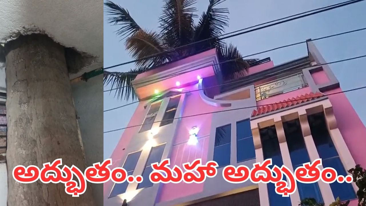 Andhra News: వారెవ్వా.. ఇంటి మధ్యలో కొబ్బరి చెట్టు.. ఎంత అద్భుతంగా ఉందో.. ఇదిగో వీడియో
