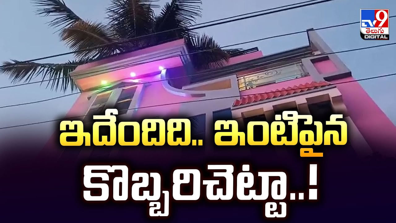 Viral Video: ఇదేందిది.. ఇంటిపైన కొబ్బరిచెట్టా..! ఇలా కూడా పెంచుతారా !!