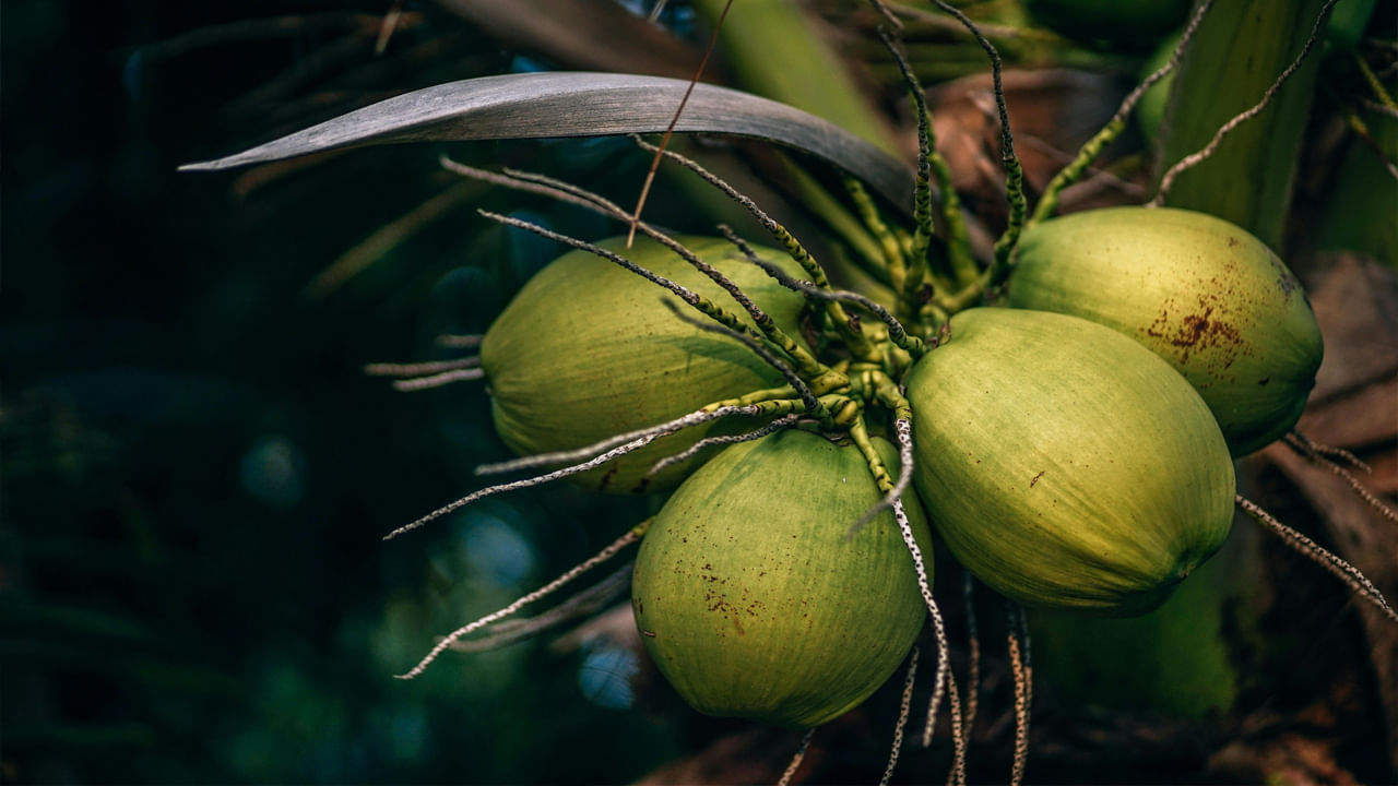 పిల్లల నుంచి పెద్దల వరకు కొబ్బరి నీళ్లు ఇష్టపడని వారుండరు. కొబ్బరి నీళ్లు ఆరోగ్యానికి చాలా ప్రయోజనకరంగా ఉంటాయి. దానిలోని అనేక పోషకాలు శరీరాన్ని ఆరోగ్యంగా ఉంచడంలో సహాయపడతాయి. కానీ కొబ్బరి నీళ్లు అందరికీ ప్రయోజనకరంగా ఉండవు. ముఖ్యంగా కొన్ని రకాల ఆరోగ్య సమస్యలు ఉన్నవారు కొబ్బరి నీళ్లకు దూరంగా ఉండాలి.