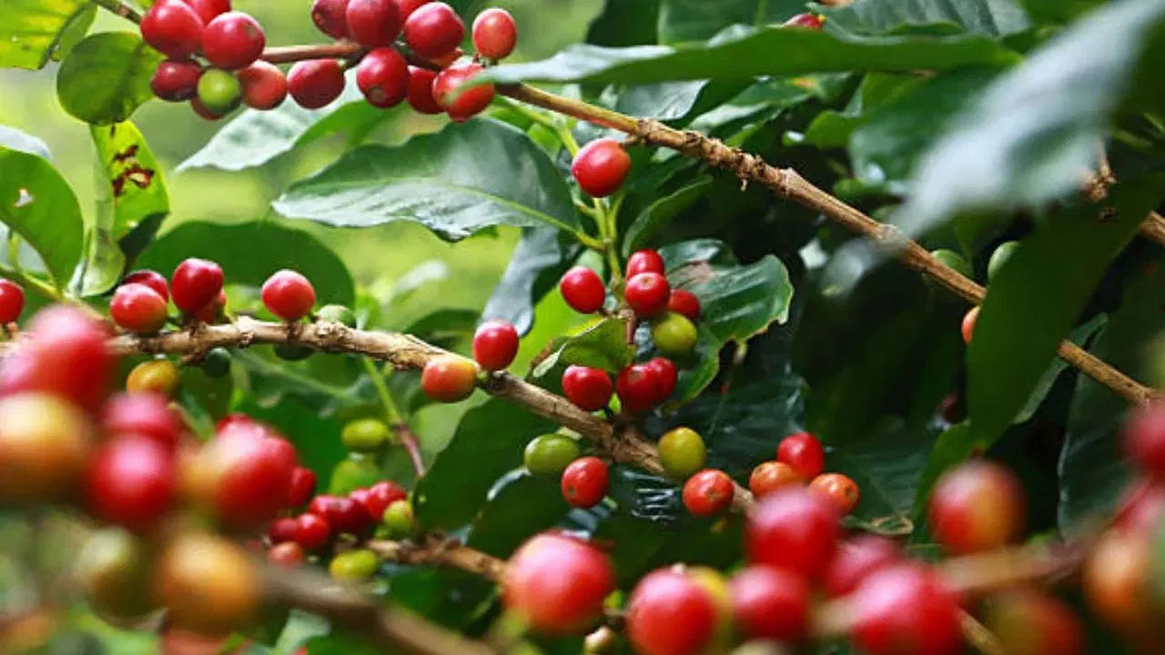 ఇథియోపియాలో మూలాలు కలిగిన ఈ కాఫీని 1930లలో కోస్టా రికాకు, తరువాత పనామాకు పరిచయం చేశారు. బారు అగ్నిపర్వతం సమీపంలోని చిక్విరి హైలాండ్స్లో 1,800-2,000 మీటర్ల ఎత్తులో తోటలలో ఈ కాఫీ గింజలను పండిస్తారు. ప్రపంచం మొత్తంలో కేవలం 20 కిలోల కాఫీ గింజలు మాత్రమే ఉన్నాయి.