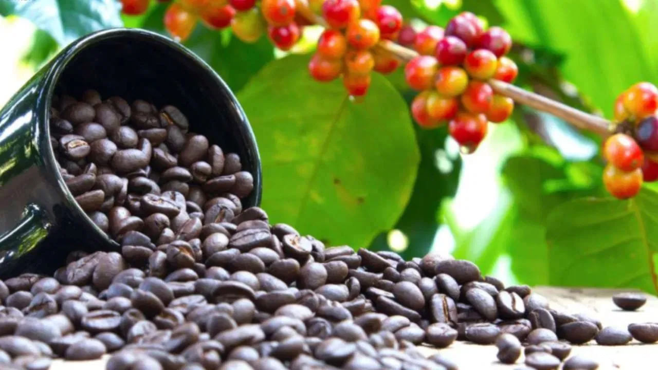 దుబాయ్ చెందిన ఈ జూలియట్ కేఫ్ ఈ తోట నుండి ఉత్పత్తైన మొత్తం కాఫీని దాదాపు 2.2 మిలియన్ దిర్హామ్లు అంటే రూ. 5.3 కోట్ల వెచ్చించి కొనుగోలు చేసింది. ఈ కాఫీలో జాస్మిన్, సిట్రస్, తేనె, రాతి పండ్ల రుచులను కలిగి ఉంటుంది.