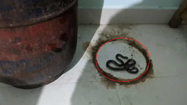 Common krait: మాయదారి పాము.. మహా ప్రమాదకరం.. ముఖ్యంగా చలికాలంలో జాగ్రత్త
